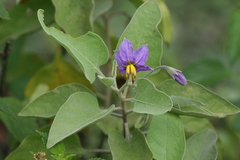 Solanum pubescens